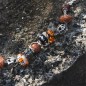 BEAD FAMILY FUN DONNA TROLLBEADS 